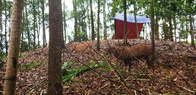 Khu vực đồi cây nuôi hươu Khu vực đồi cây nuôi hươu