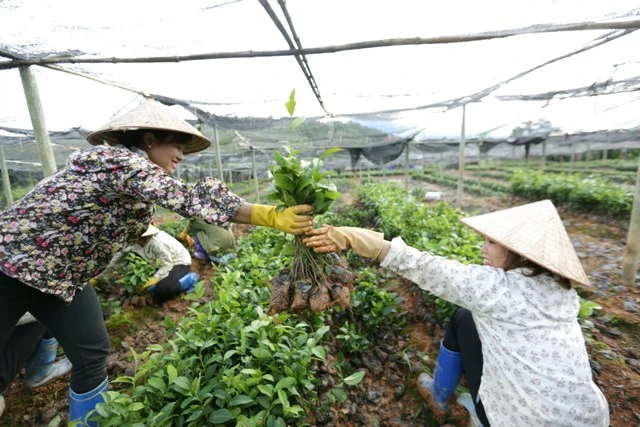 Phát triển vùng trồng chè nguyên liệu là mô hình sản xuất hiệu quả gắn với công tác giảm nghèo ở Lào Cai 