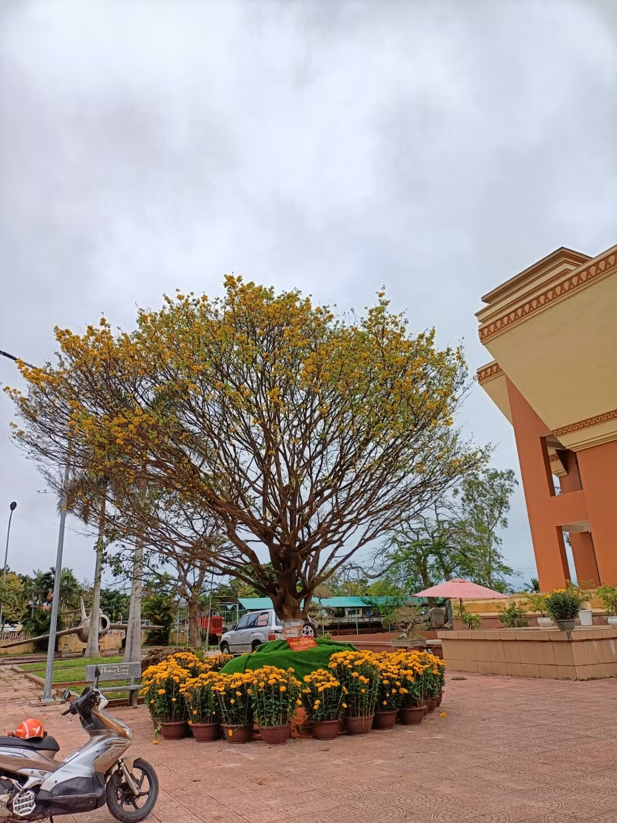 Gốc mai gần 200 tuổi này trước đó được trưng bày tại sân Bảo tàng tổng hợp Quảng Bình nhưng sau khi tranh chấp về chủ sở hữu hiện không biết đang toạ lạc ở đâu.