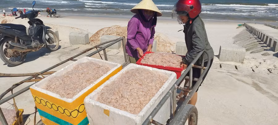 Ruốc biển được thương lái thu mua tại chổ với giá từ 10 đến 15 nghìn đồng/kg.