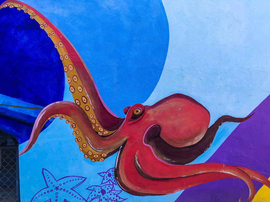 Bạch tuộc. Bạch tuộc.