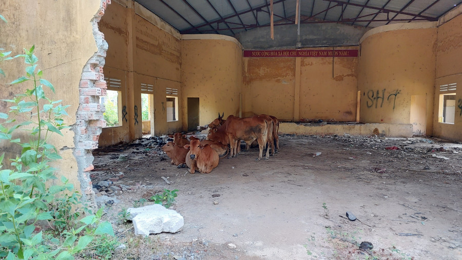 Một số khu người dân còn thả bò vào ở để tránh nắng. Một số khu người dân còn thả bò vào ở để tránh nắng.