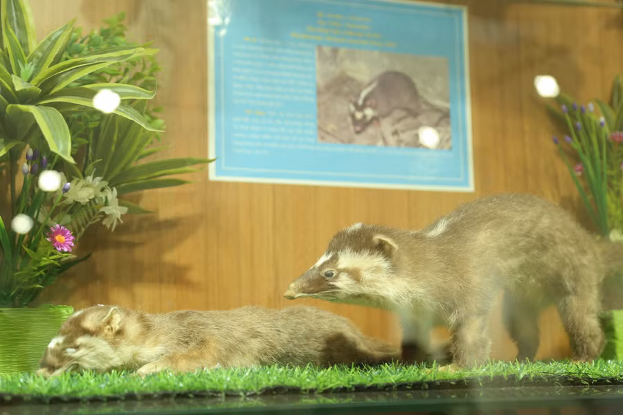 Bảo tàng hiện đã sưu tập, lưu giữ hơn 3.700 bức ảnh; hơn 1.200 mẫu vật, tiêu bản động, thực vật.