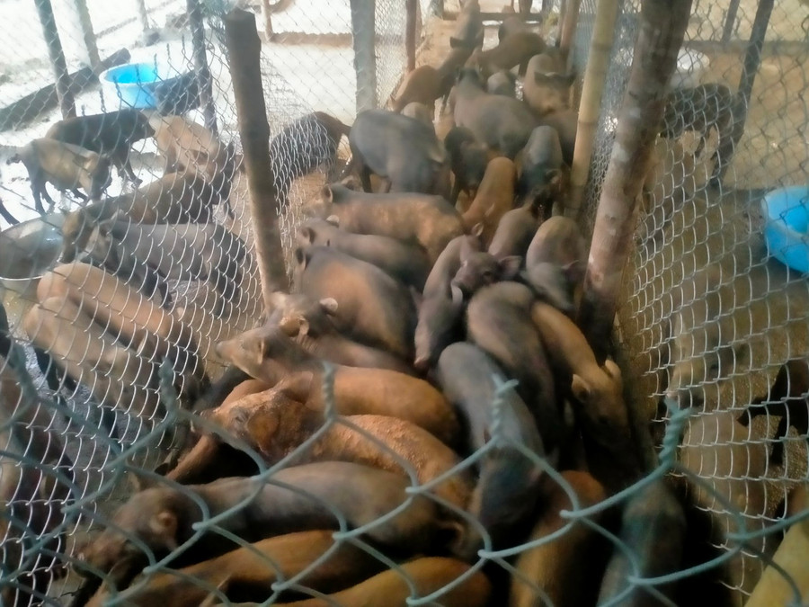 Đàn heo mà Hội phụ nữ xã Trà Don hỗ trợ cho phụ nữ trong thôn nuôi để từng bước thoát nghèo. Đàn heo mà Hội phụ nữ xã Trà Don hỗ trợ cho phụ nữ trong thôn nuôi để từng bước thoát nghèo.