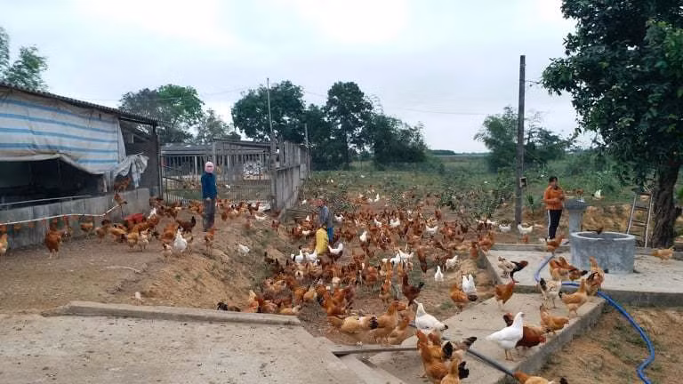 Trang trại gà của gia đình chị Liên