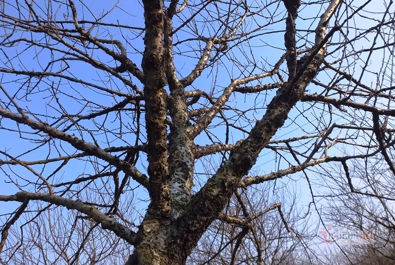 Cấm chặt đào rừng, thương lái đổ xô đặt cọc đào phai xứ Thanh