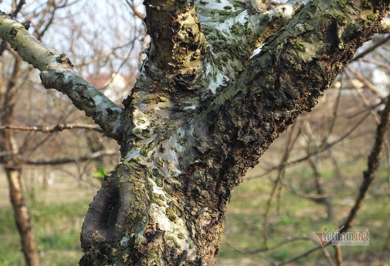 Cấm chặt đào rừng, thương lái đổ xô đặt cọc đào phai xứ Thanh