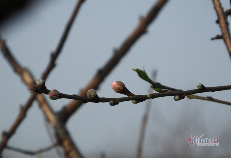 Cấm chặt đào rừng, thương lái đổ xô đặt cọc đào phai xứ Thanh