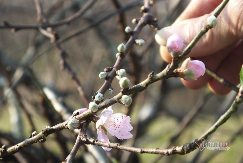 Cấm chặt đào rừng, thương lái đổ xô đặt cọc đào phai xứ Thanh