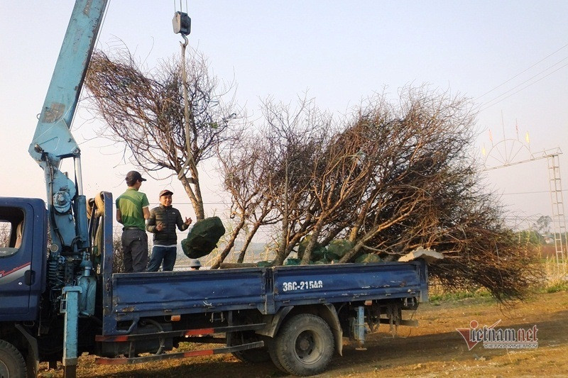 Cấm chặt đào rừng, thương lái đổ xô đặt cọc đào phai xứ Thanh