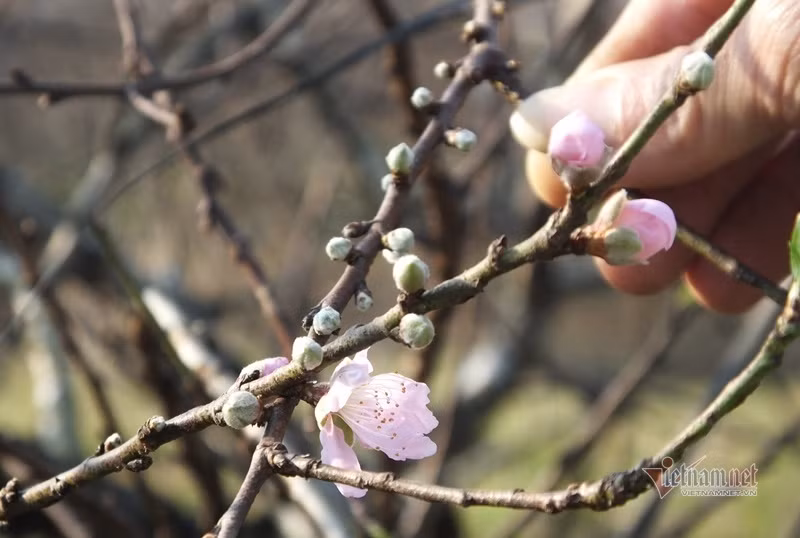 Cấm chặt đào rừng, thương lái đổ xô đặt cọc đào phai xứ Thanh
