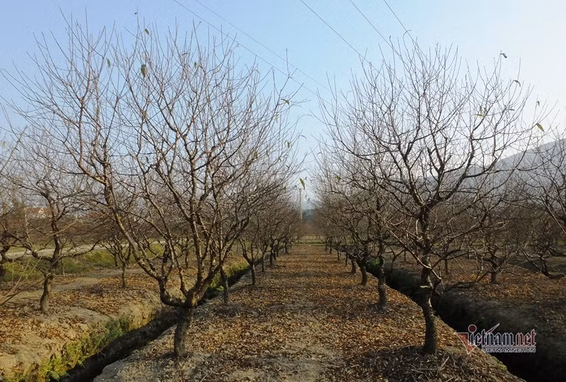 Cấm chặt đào rừng, thương lái đổ xô đặt cọc đào phai xứ Thanh