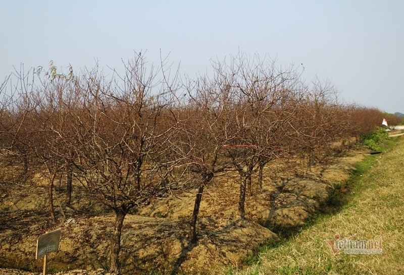 Cấm chặt đào rừng, thương lái đổ xô đặt cọc đào phai xứ Thanh