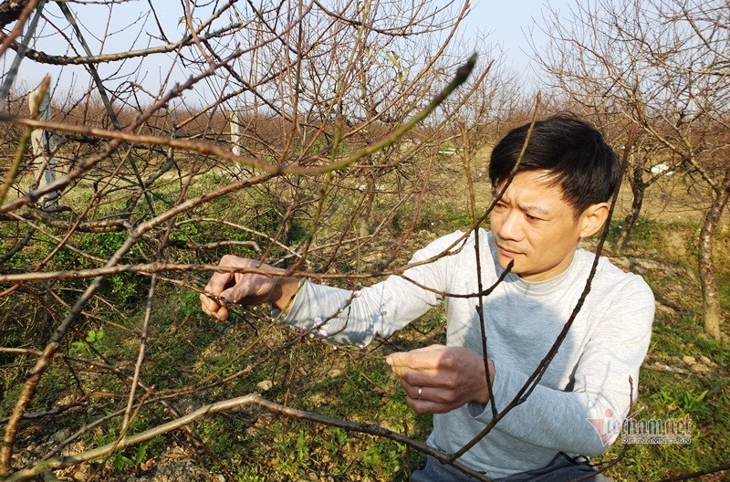 Cấm chặt đào rừng, thương lái đổ xô đặt cọc đào phai xứ Thanh