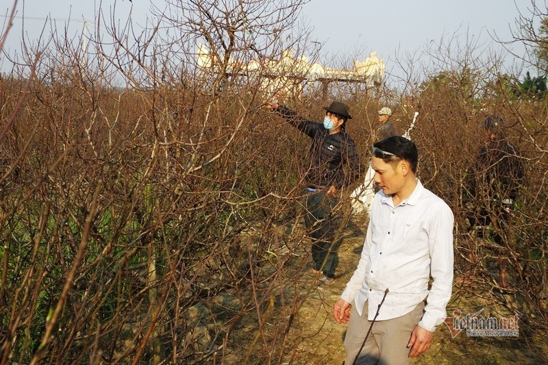 Cấm chặt đào rừng, thương lái đổ xô đặt cọc đào phai xứ Thanh