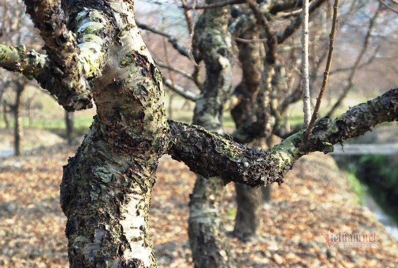 Cấm chặt đào rừng, thương lái đổ xô đặt cọc đào phai xứ Thanh