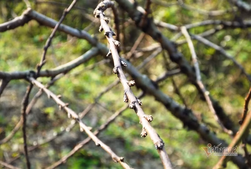 Cấm chặt đào rừng, thương lái đổ xô đặt cọc đào phai xứ Thanh