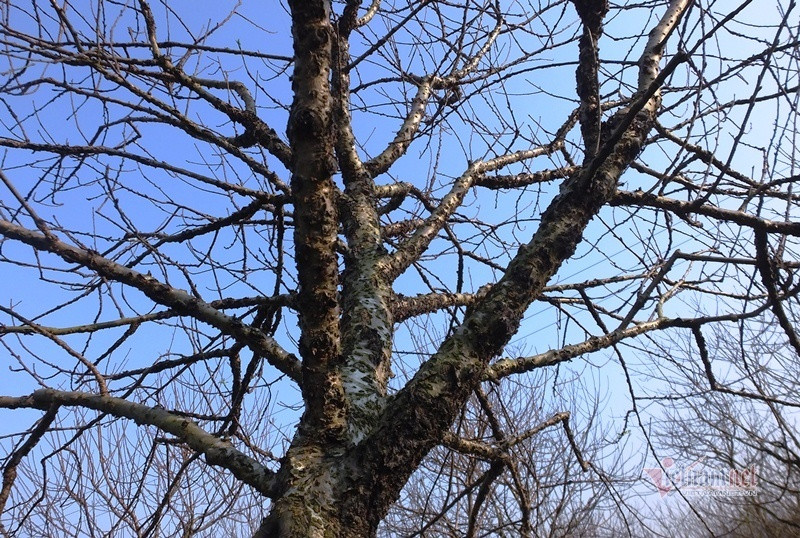 Cấm chặt đào rừng, thương lái đổ xô đặt cọc đào phai xứ Thanh