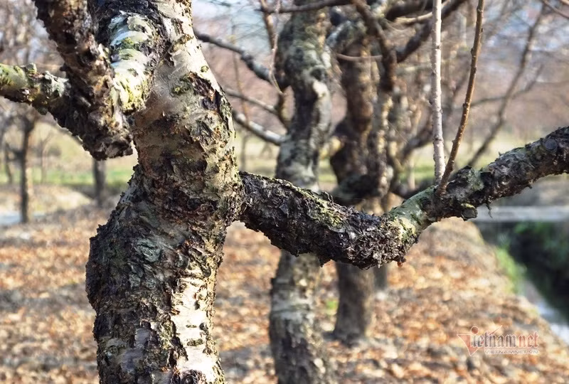 Cấm chặt đào rừng, thương lái đổ xô đặt cọc đào phai xứ Thanh