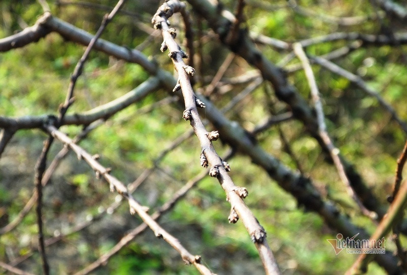 Cấm chặt đào rừng, thương lái đổ xô đặt cọc đào phai xứ Thanh