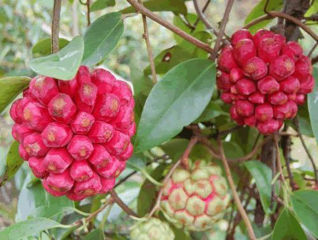 Những quả na màu sắc lạ mắt, nặng từ 1kg trở lên. Bào ngư đông lạnh Trung Quốc gắn mác đồ Hàn bán cho dân Việt