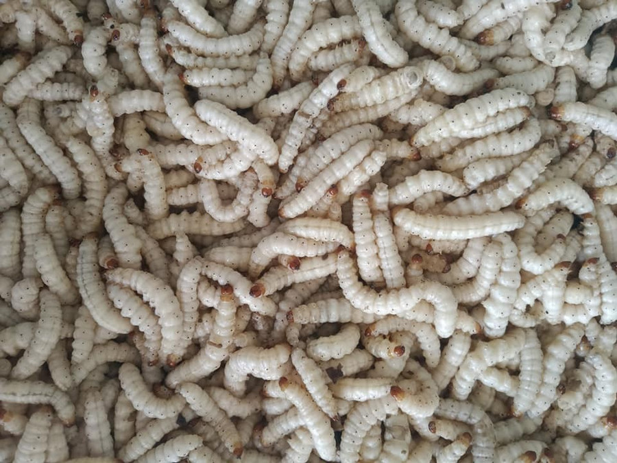 Sâu tre - đặc sản nổi tiếng ở Sơn La. Bào ngư đông lạnh Trung Quốc gắn mác đồ Hàn bán cho dân Việt