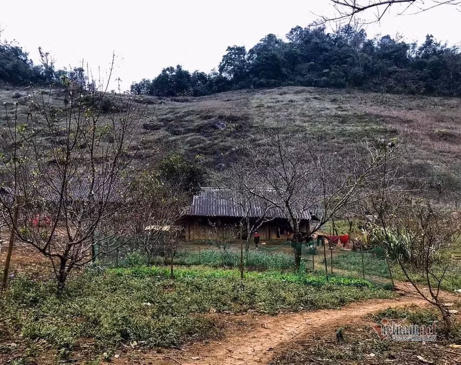 Đào trồng trong nhà đồng bào Mông, tỉnh Sơn La. Nhiều tỉnh khẳng định mua bán đào trồng dịp Tết không có trở ngại gì