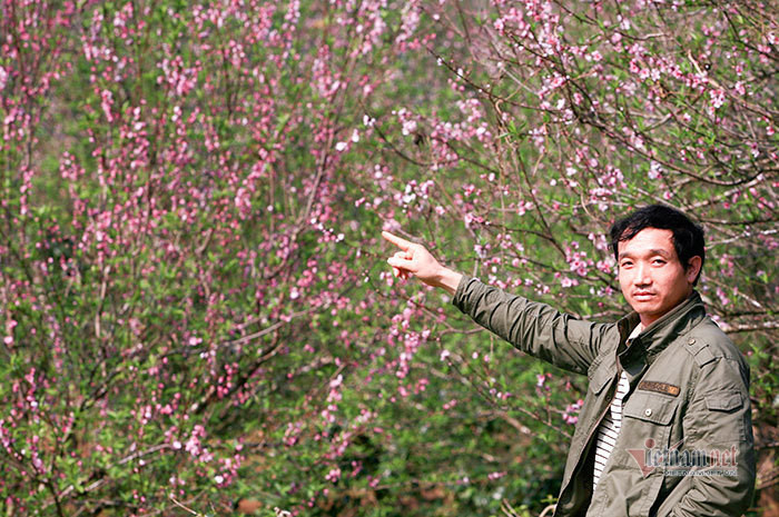 Ông Nguyễn Đức Lợi (bản Bua 1, xã Ẳng Tở, huyện Mường Ảng, tỉnh Điện Biên) chủ sở hữu hơn 1.000 gốc đào trồng Nhiều tỉnh khẳng định mua bán đào trồng dịp Tết không có trở ngại gì