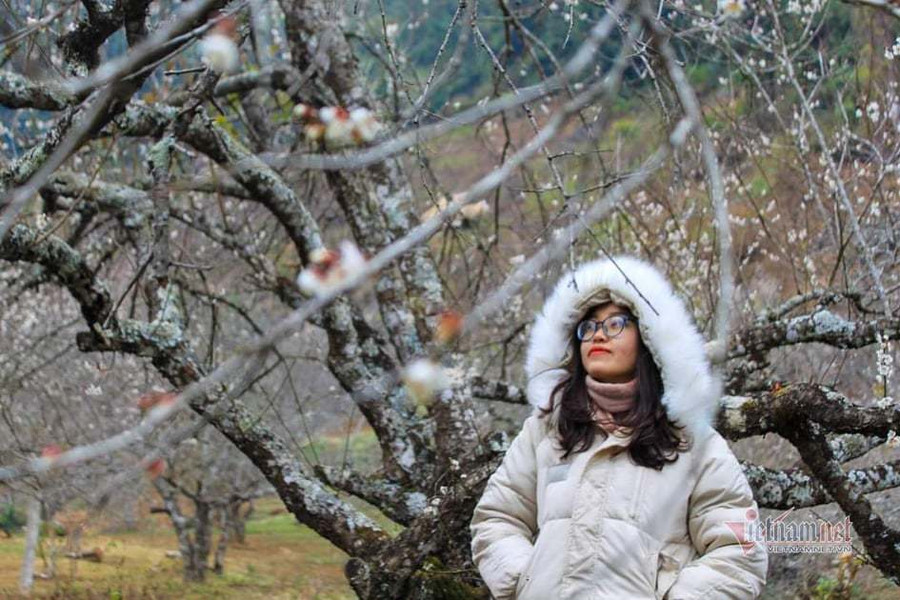 Khách du lịch mê đắm trong khu vườn đào trồng tại Mộc Châu (Sơn La) Nhiều tỉnh khẳng định mua bán đào trồng dịp Tết không có trở ngại gì