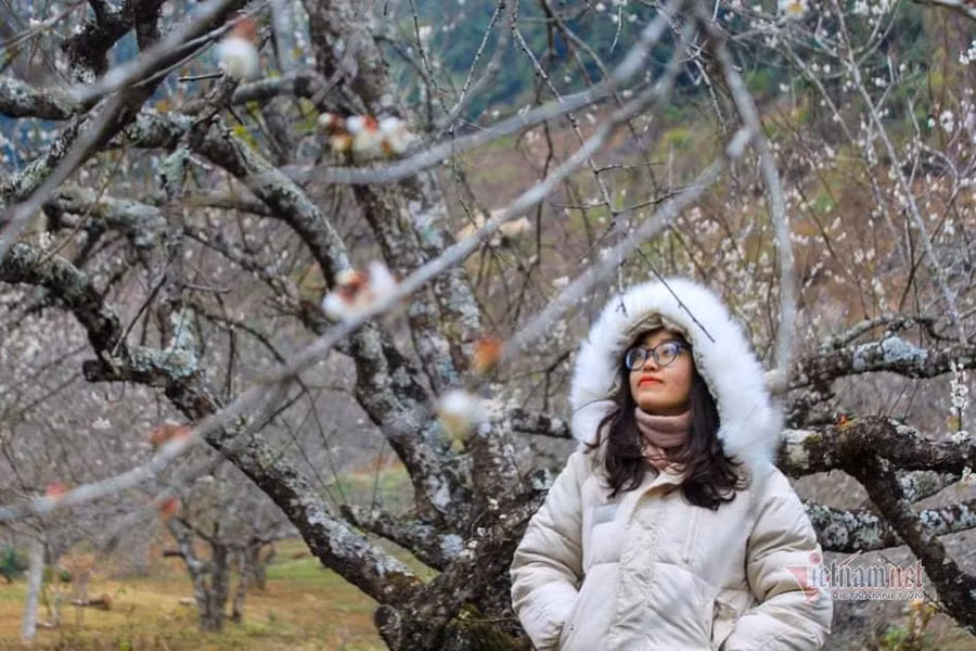 Nhiều tỉnh khẳng định mua bán đào trồng dịp Tết không có trở ngại gì