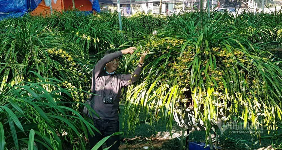 Nhà giàu siết chặt túi tiền, loài lan huyền thoại ế chưa từng có