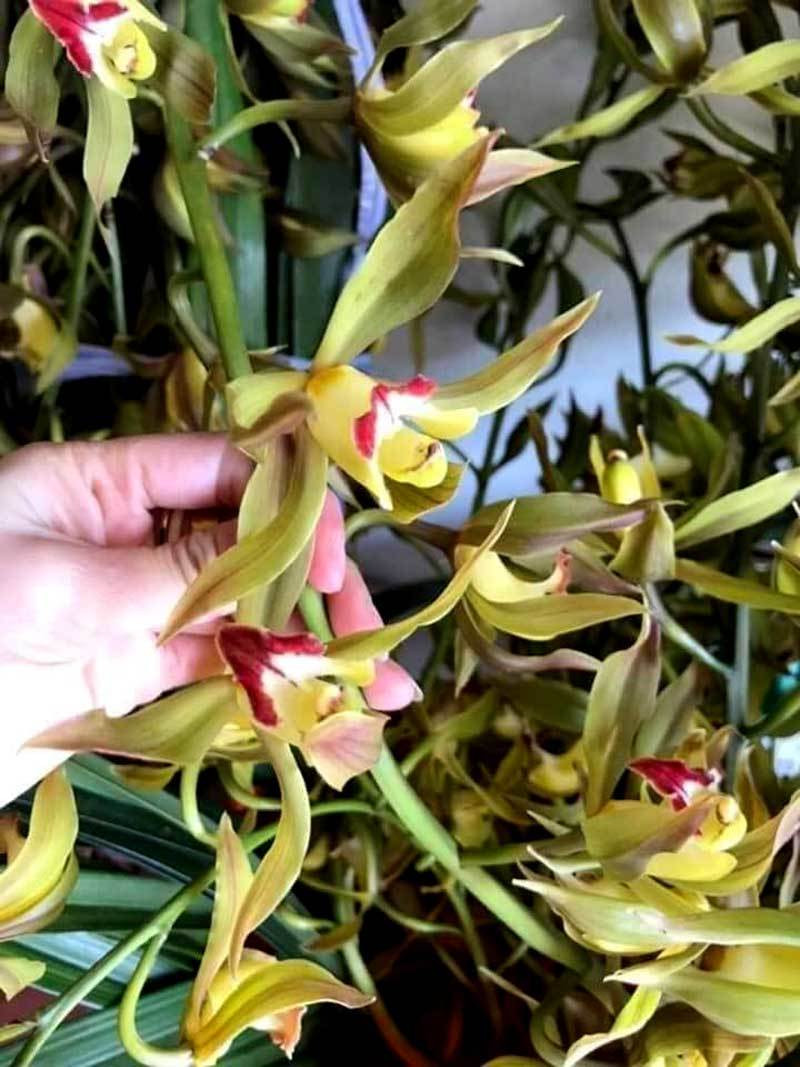 Thị trường Tết 2021 bất ngờ xuất hiện lan Trần Mộng có giá siêu rẻ Hiếm có mùa Tết: Lan Trần Mộng siêu rẻ, 20 nghìn/cành hoa dài cả mét