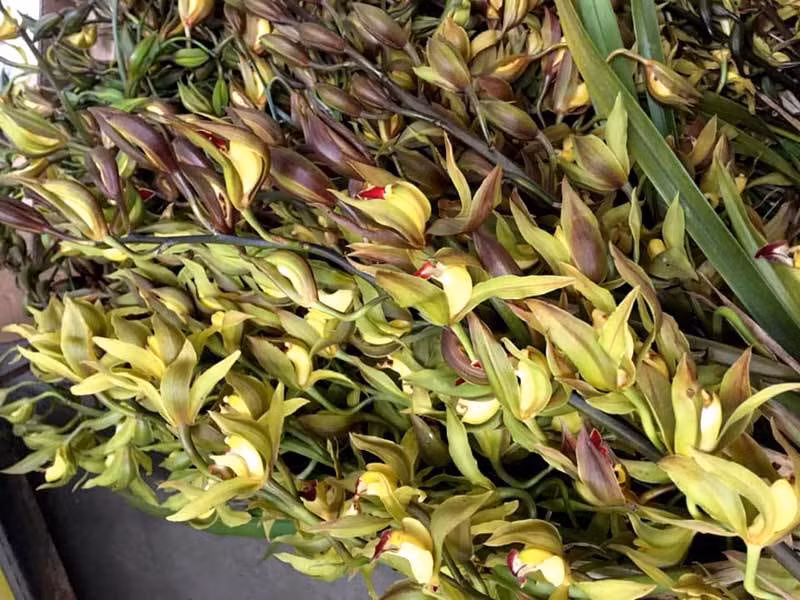 Hiếm có mùa Tết: Lan Trần Mộng siêu rẻ, 20 nghìn/cành hoa dài cả mét