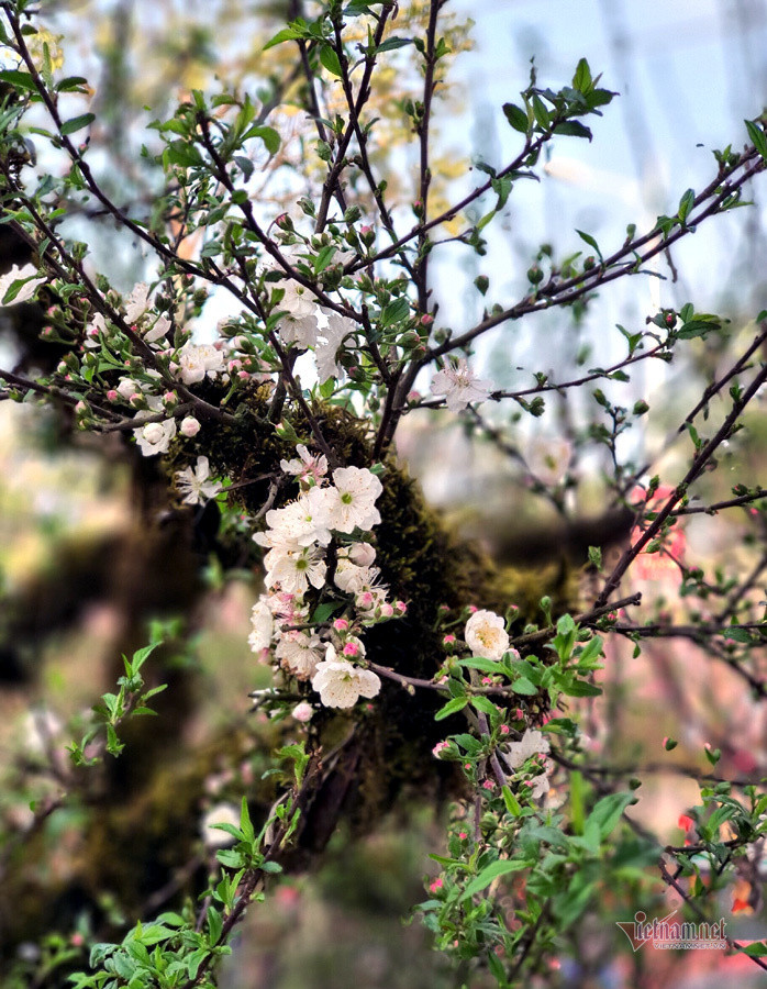 Phố bán hoa nhà giàu bậc nhất Hà Nội, một mùa ế ẩm, chợ tàn sớm ảnh 8 Phố bán hoa nhà giàu bậc nhất Hà Nội, một mùa ế ẩm, chợ tàn sớm