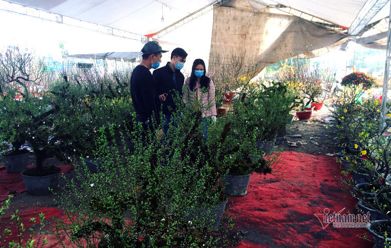 Mặc dù vào cuối tuần, hoạt động mua bán nhộn nhịp hơn song, so với năm ngoái vẫn giảm đáng kể. Phố bán hoa nhà giàu bậc nhất Hà Nội, một mùa ế ẩm, chợ tàn sớm