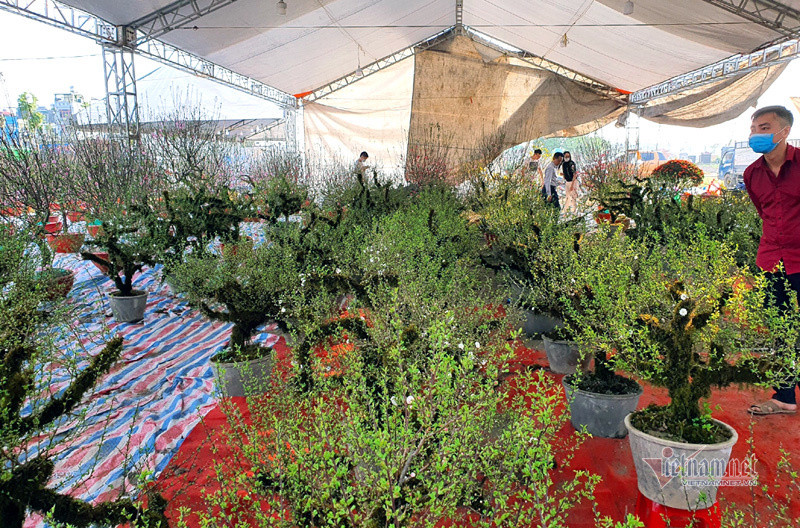 Tại nhiều gian hàng, lượng khách đến mua thưa thớt, Phố bán hoa nhà giàu bậc nhất Hà Nội, một mùa ế ẩm, chợ tàn sớm
