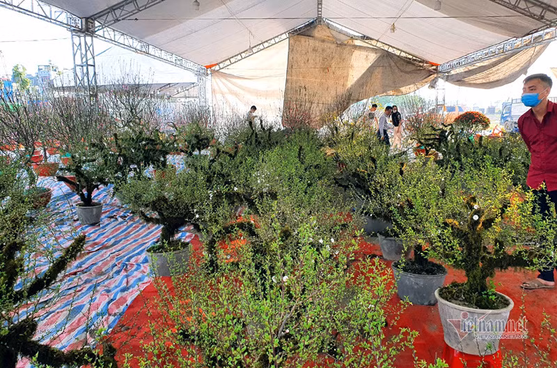 Phố bán hoa nhà giàu bậc nhất Hà Nội, một mùa ế ẩm, chợ tàn sớm