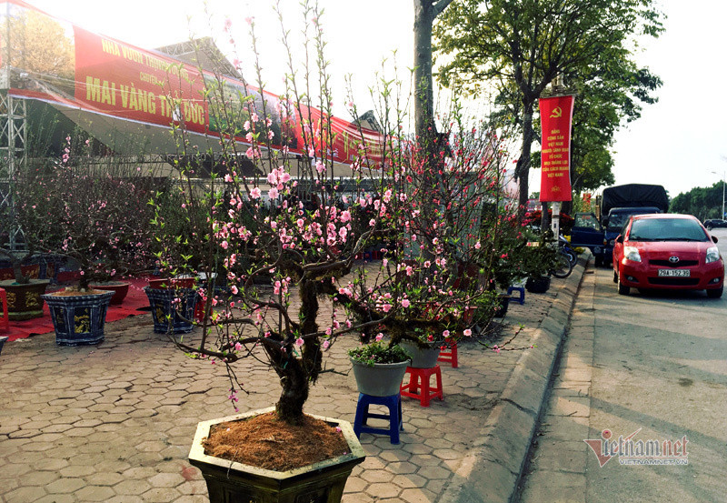 Thời tiết thuận lợi nên hoa đã bung nở rực rỡ. Phố bán hoa nhà giàu bậc nhất Hà Nội, một mùa ế ẩm, chợ tàn sớm