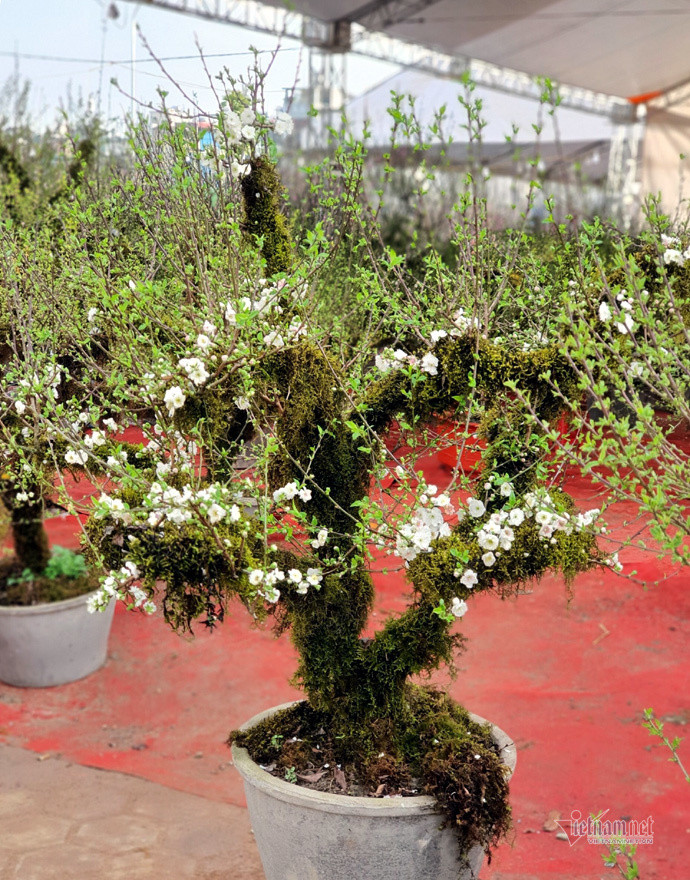 Phố bán hoa nhà giàu bậc nhất Hà Nội, một mùa ế ẩm, chợ tàn sớm ảnh 7 Phố bán hoa nhà giàu bậc nhất Hà Nội, một mùa ế ẩm, chợ tàn sớm