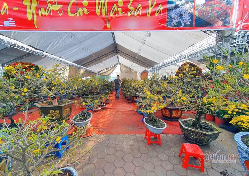 Phố bán hoa nhà giàu bậc nhất Hà Nội, một mùa ế ẩm, chợ tàn sớm