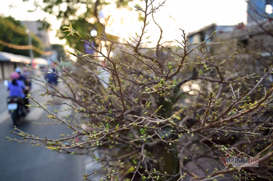 Tiểu thương bán hoa Tết phập phồng vì Covid-19