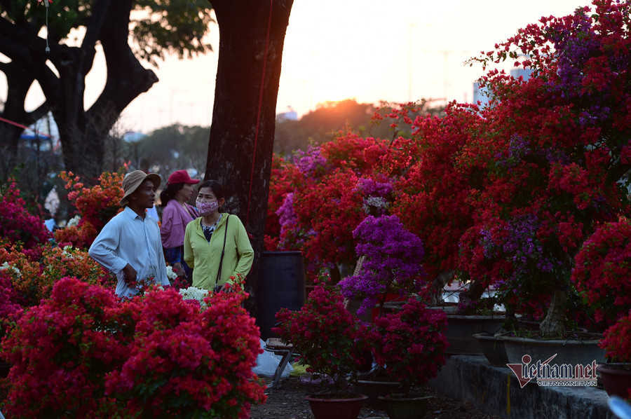 Tiểu thương bán hoa Tết phập phồng vì Covid-19