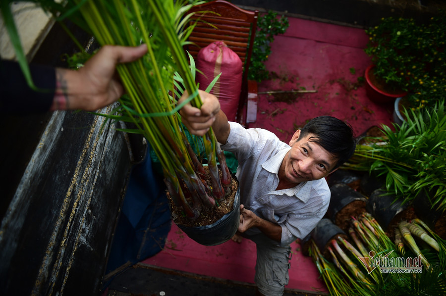 Tiểu thương bán hoa Tết phập phồng vì Covid-19