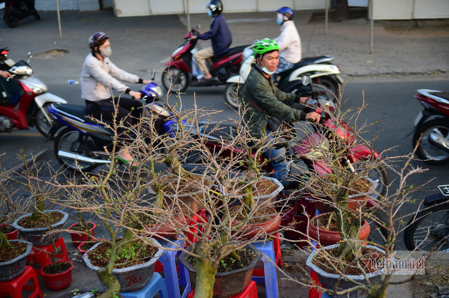 Tiểu thương bán hoa Tết phập phồng vì Covid-19