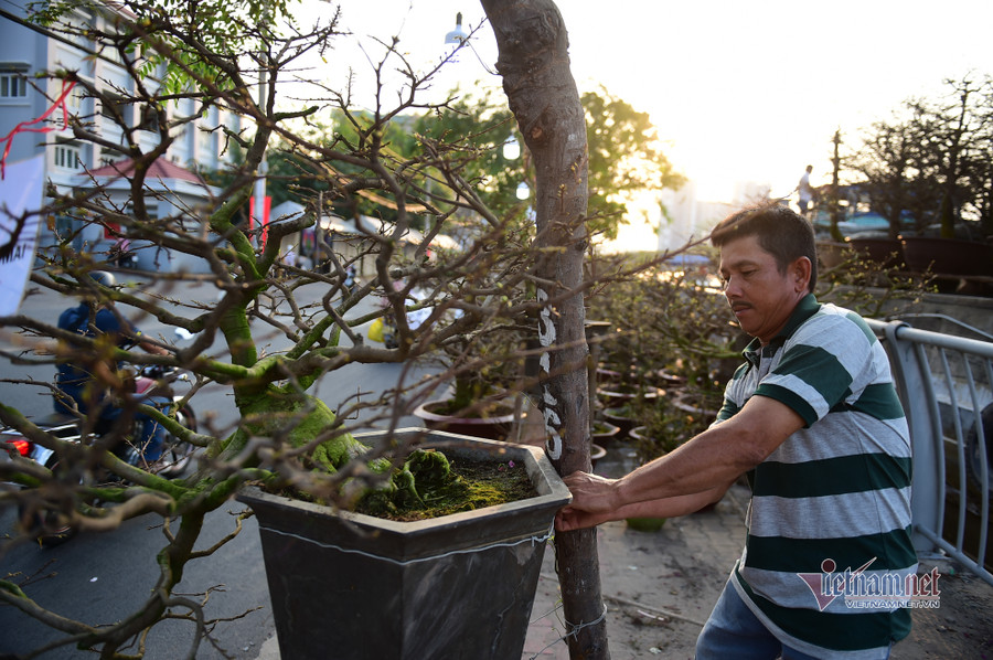 Tiểu thương bán hoa Tết phập phồng vì Covid-19