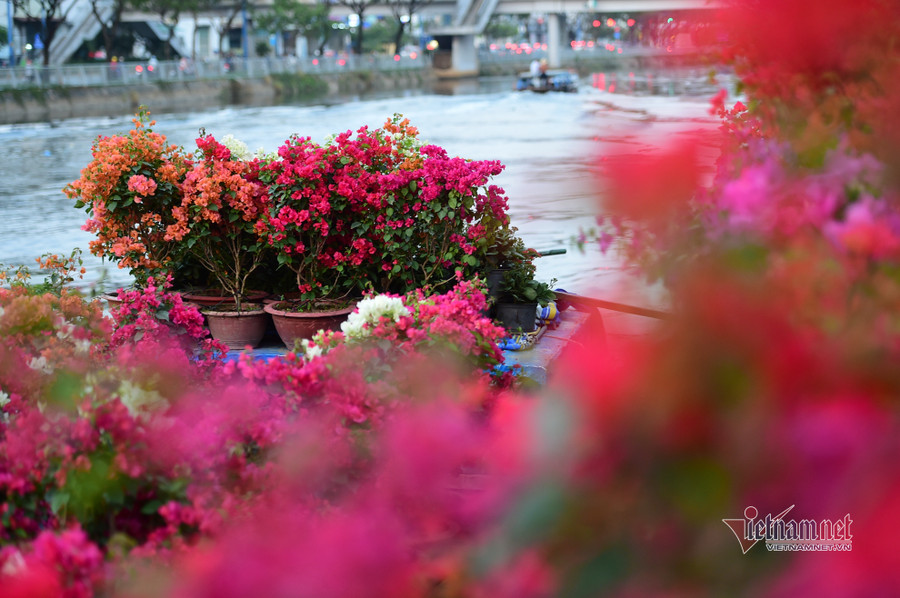 Tiểu thương bán hoa Tết phập phồng vì Covid-19