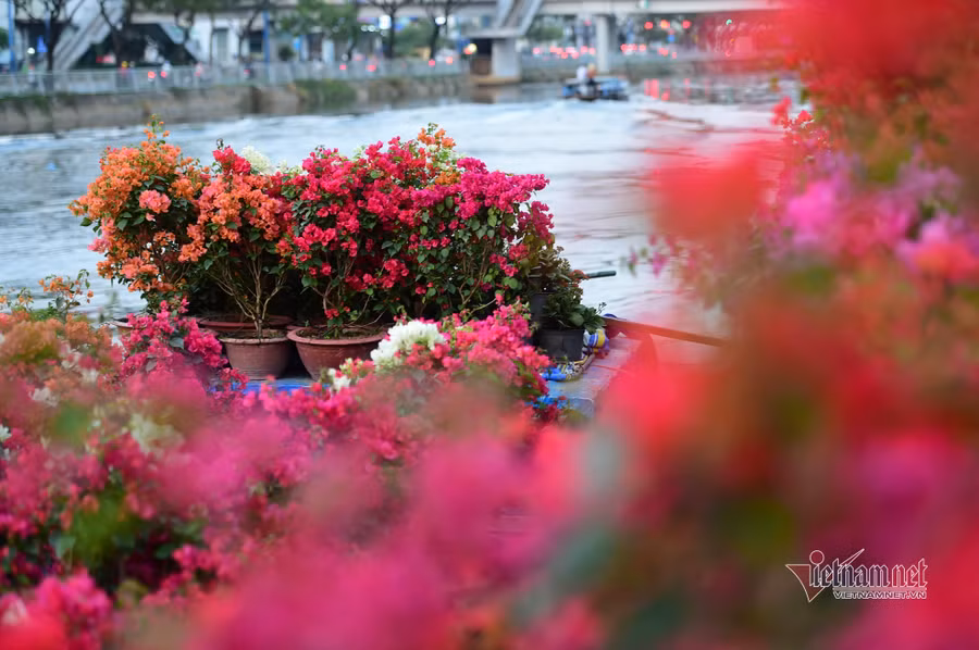 Tiểu thương bán hoa Tết phập phồng vì Covid-19