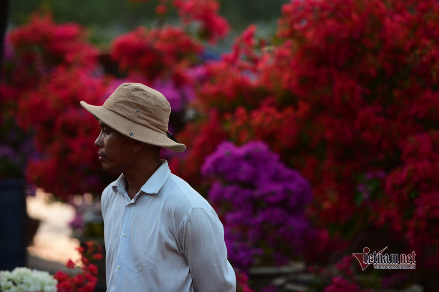 Tiểu thương bán hoa Tết phập phồng vì Covid-19