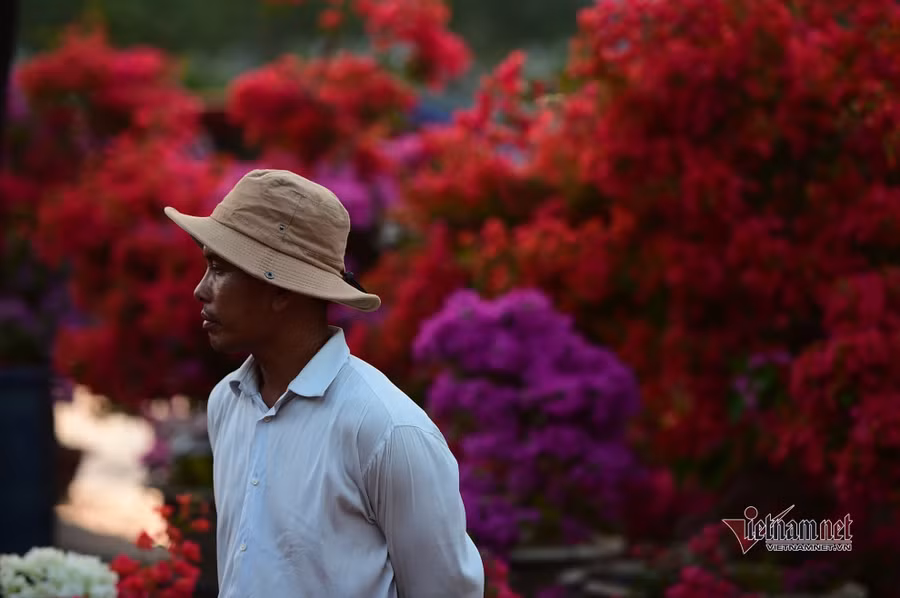 Tiểu thương bán hoa Tết phập phồng vì Covid-19