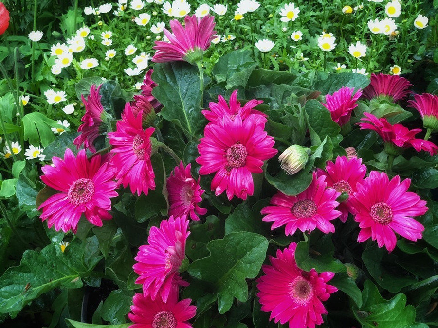 Hoa nở quanh năm trong khu vườn.